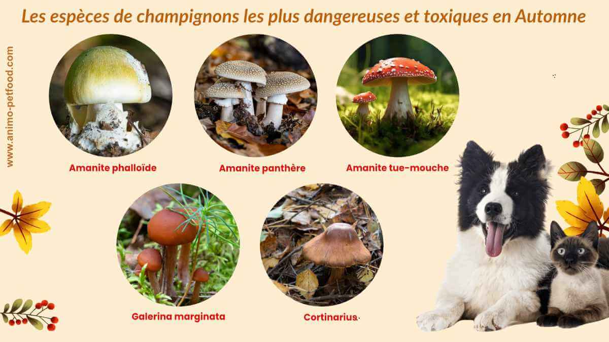dangers-des-champignons-d-automne-pour-les-chiens-et-chats